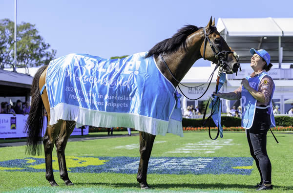King of Sparta has won over $3million in prizemoney - image Grant Courtney