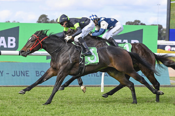 Third Win For Private Eye's Little Half-Brother King's Secret - Image Bradley Photos