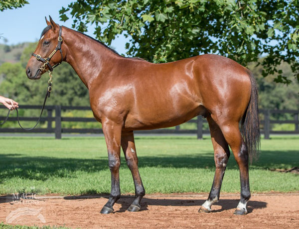 King's Legacy was a $1.4 million yearling