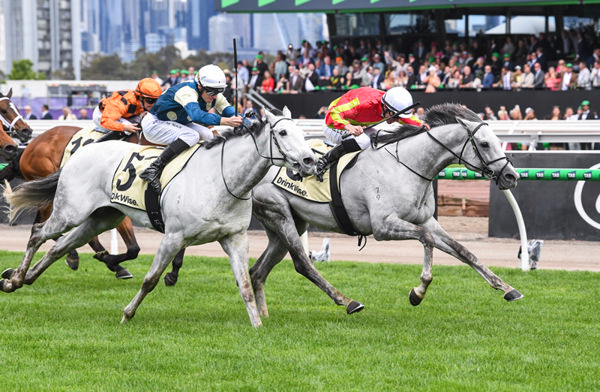 Kingswood (GB) and Saint George (GB) ran one/two in the Listed Ichiban Stakes - image Brett Holburt / Racing Photos