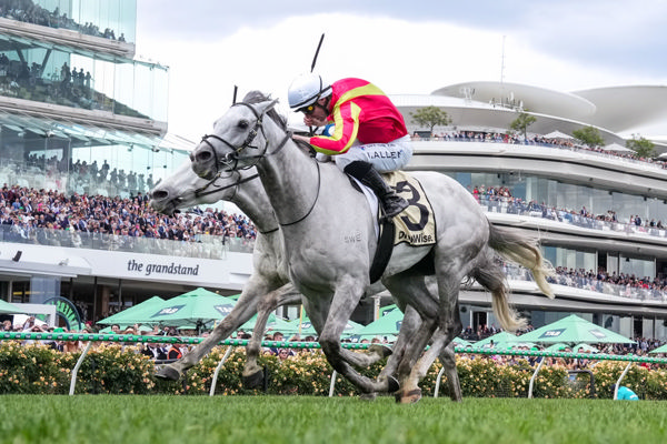 Kingswood will contest the Gr.1 Cambridge Stud Zabeel Classic (2000m) at Ellerslie on Boxing Day. Photo: George Sal (Racing Photos)
