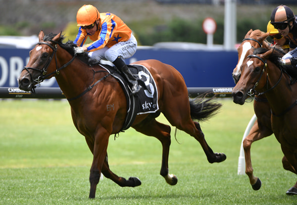 Kinnaird winning the Gr.2 SkyCity Eclipse Stakes (1200m) at Ellerslie on New Year’s Day.  Photo: Kenton Wright (Race Images)
