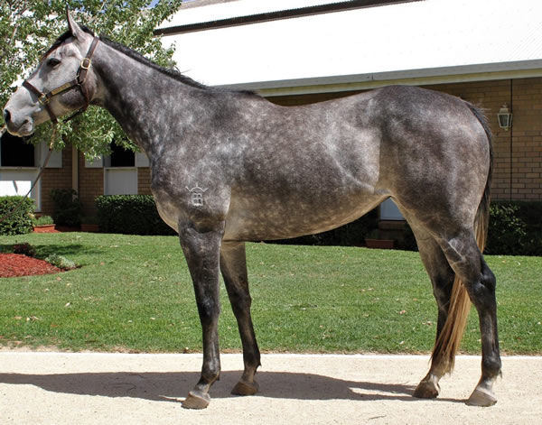 Kittle Kins sold for $245,000 in foal to Brave Smash