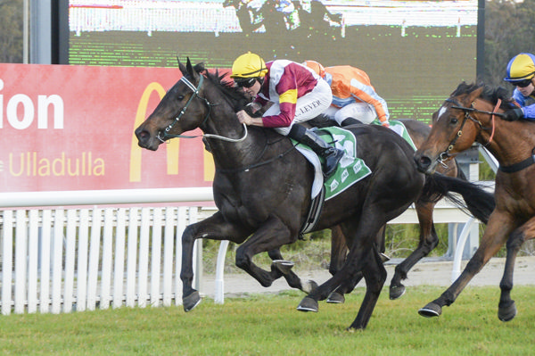 Knight of Rhodes is the first Australian winner for Fierce Impact - image Bradley Photography