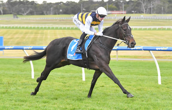 Knobelas steps up to 2000m for the first time in the Gr.1 Herbie Dyke Stakes at Te Rapa. Photo: Pat Scala Racing Photos
