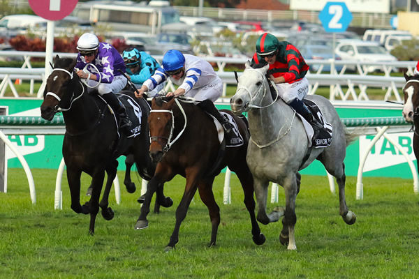 Kukeracha outpoints the grey Senor Toba to win the Queensland Derby. 
