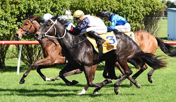Kygo Star winning at Avondale on Wednesday.  Photo: Kenton Wright (Race Images)