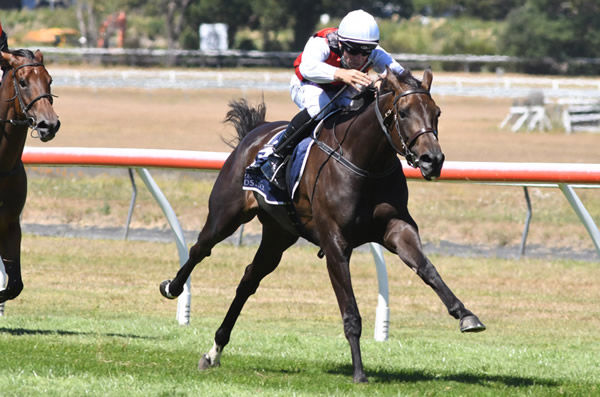 La Crique is heading to the New Zealand Derby. 