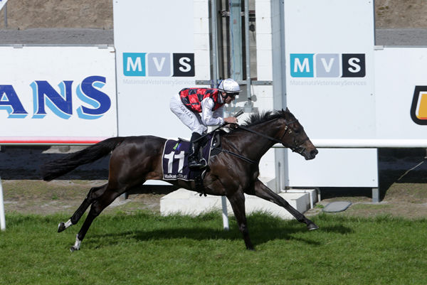 La Crique will contest the Gr.1 Westbury Stud Tarzino Trophy (1400m) at Hastings on Saturday. Photo: Race Images