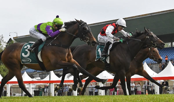 La Crique winning the Gr.2 Auckland Thoroughbred Breeders’ Stakes (1400m) at Pukekohe on Saturday.   Photo: Kenton Wright (Race Images)