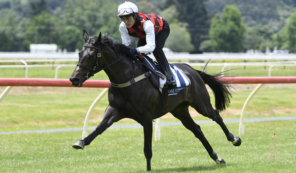 La Crique pictured during her exhibition gallop at Te Aroha on Wednesday.  Photo: Kenton Wright (Race Images)