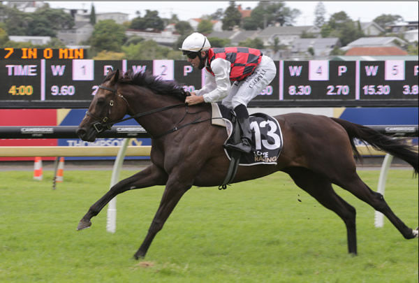 Group One performer La Crique is being set for a Melbourne campaign this spring. Photo: Trish Dunell