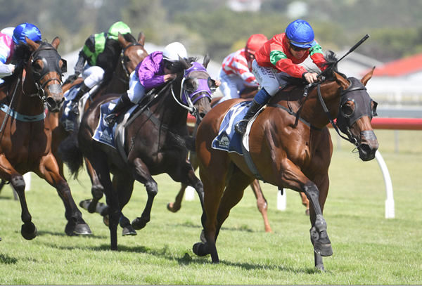 La Flora Belle heads to the Wanganui winning post as she takes out the Listed Steelform Roofing Group Wanganui Cup (2040m) Photo: Race Images – Peter Rubery 