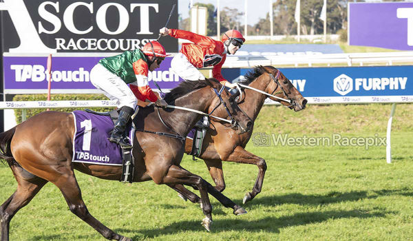 Laced Up Heels ends Amelia's Jewel's unbeaten run (image Western Racepix)