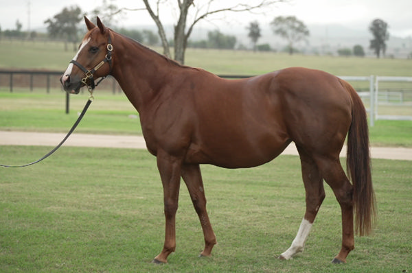 Lady Edith (USA) produced her first foal in Australia this spring.