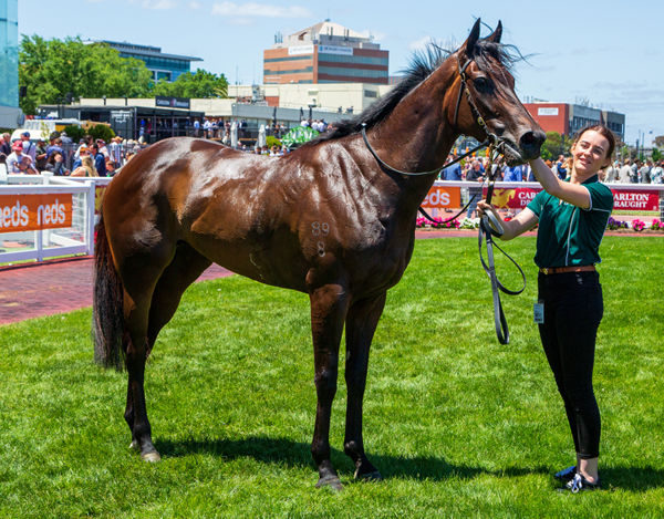 Lady of Honour is now a valuable Black Type winner - image Grant Courtney