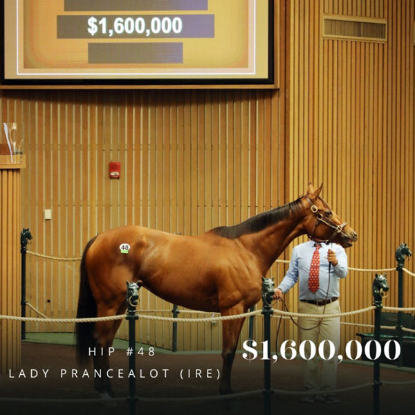 Lady Prancelot was among the top sellers at the Keeneland November Breeding stock Sale.