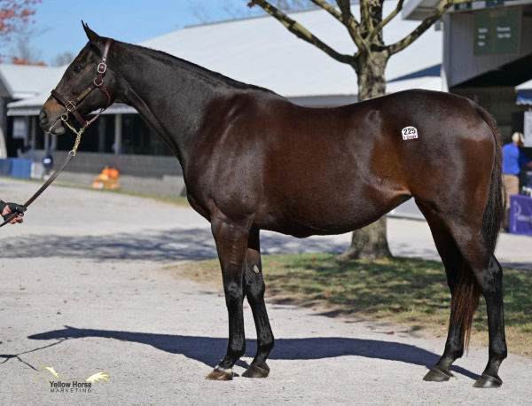 Lady Tapit sold for $1.8million.