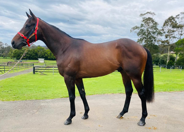 Fastnet Rock colt Lambardi topped the August (late) Inglis Digital Sale when fetching $100,000. 