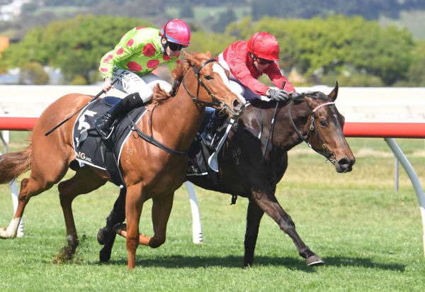 Landlock (inside) stretches out to win Saturday’s Pilet Contracting LTD / Pioneer Seeds 2YO 800 at Wanganui.   Photo: Peter Rubery (Race Images Palmerston North)