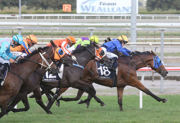 Langkawi prevails in a blanket finish to the Listed Matamata Veterinary Services Kaimai Stakes (2000m) Photo Credit: Trish Dunell