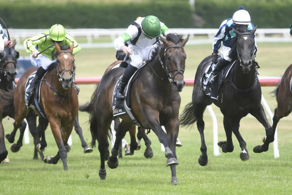 Lanikai winning at Taupo on Monday.   Photo: Peter Rubery (Race Images Palmerston North)