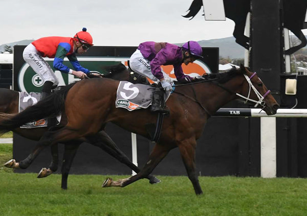 Lantern Way scores an upset victory in the Gr.2 Hawke's Bay Guineas (1400m) for Lisa Latta. Photo: Peter Rubery (Race Images Palmerston North)
