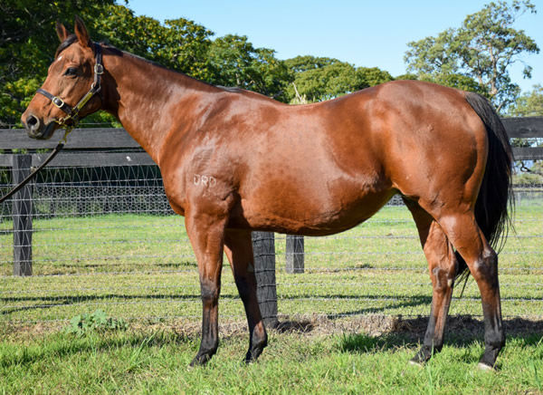 Laylia was bought for $65,000 at the Inglis Broodmare Sale last year with the $400,000 colt inside! Click to see her page.