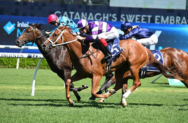 Lazzago and FAcile were both purchased from the Widden Stud draft at Inglis Easter - image Steve Hart 