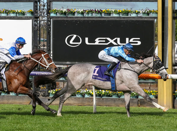 Le Zebra records his second career success with a front-running effort at Flemington Photo: Bruno Cannatelli