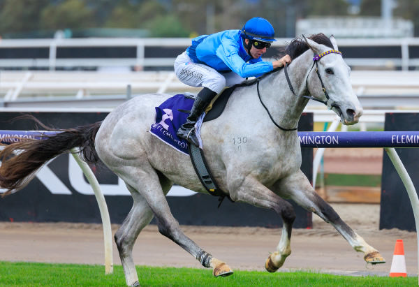 Le Zebra was back at his winning best at Flemington on Saturday. Photo: Grant Courtney