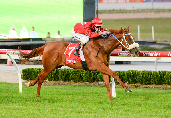 Look at the size of that stride - Legacies wins on debut at Cranbourne - image Ross Holburt/ Racing Photos 