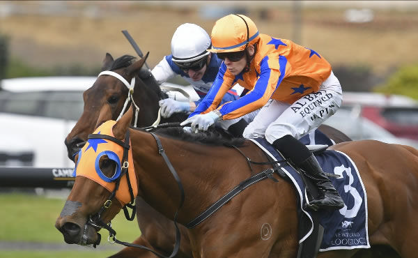 Legally Binding winning the NZB Ready To Run Sale Trainers Series 3YO (1200m) at Ellerslie on Saturday. Photo: Kenton Wright (Race Images)