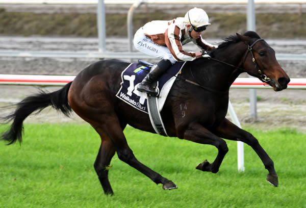 Legarto will contest the Gr.1 New Zealand 1000 Guineas (1600m) at Riccarton on Saturday. Photo: Trish Dunell