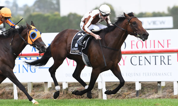 Legarto is set for a lucrative payday at Ellerslie on Saturday following the Gr.1 Bonecrusher New Zealand Stakes (2000m).   Photo: Kenton Wright (Race Images)
