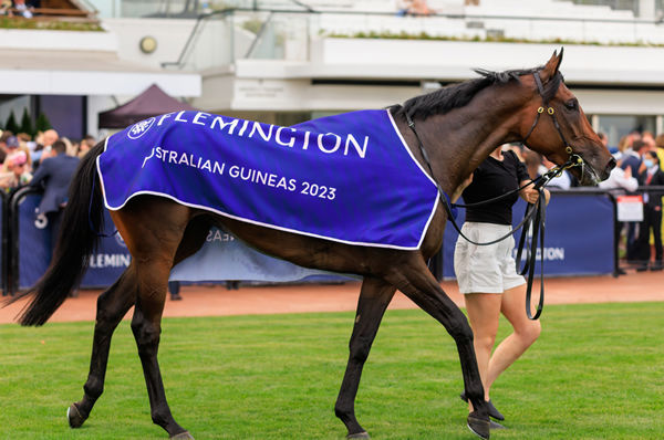 Legarto is the first NZ trained 3YO to win the Australian guineas! - image Grant Courtney 