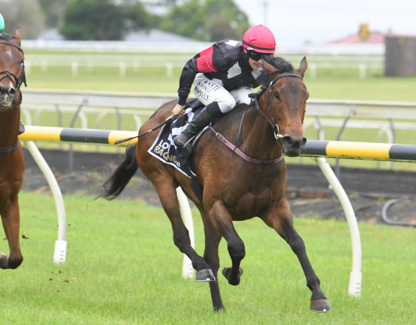 Leica Lucy winning at New Plymouth on Wednesday.  Photo: Peter Rubery (Race Images Palmerston North)