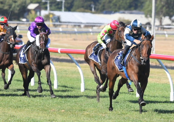Leica Lucy leaves the field in her wake winning Sunday's Gr.2 Jennian Homes Lowland Stakes (2100m) at Trentham.  Photo: Peter Rubery (Race Images Palmerston North) 