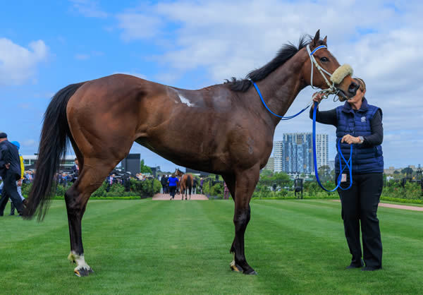 Life Lessons is a valuable broodmare for the future - image Grant Courtney