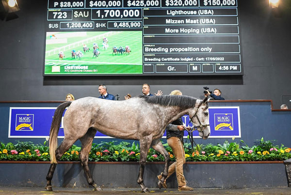 Lighthouse was a sale ring star at the Gold Coast this week.