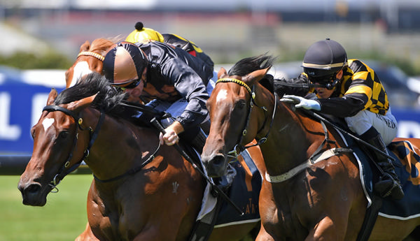 Liguria winning the Gr.3 Colin Jillings 2YO Classic (1200m) at Ellerslie on Saturday. Photo: Kenton Wright (Race Images)