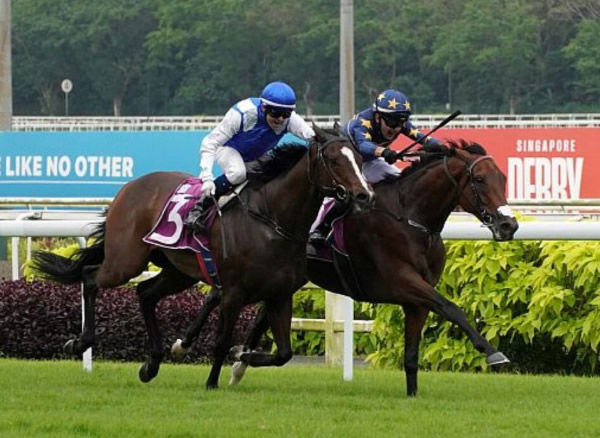 Lim’s Saltoro winning the final edition of the Singapore Derby (1800m).  Photo: Singapore Turf Club