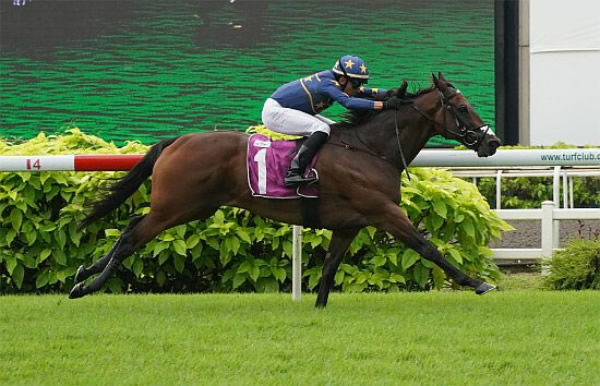 Lim’s Kosciuszko has won three Lion City Cups - image Singapore Turf Club