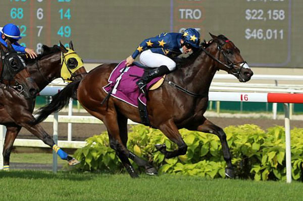 Lim’s Kosciuszko triumphant in S$400,000 Singapore Derby (1800m) at Kranji. Photo: Singapore Turf Club.