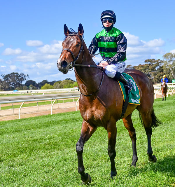 Linas Legend he looks the goods  (Brendan McCarthy/Racing Photos)