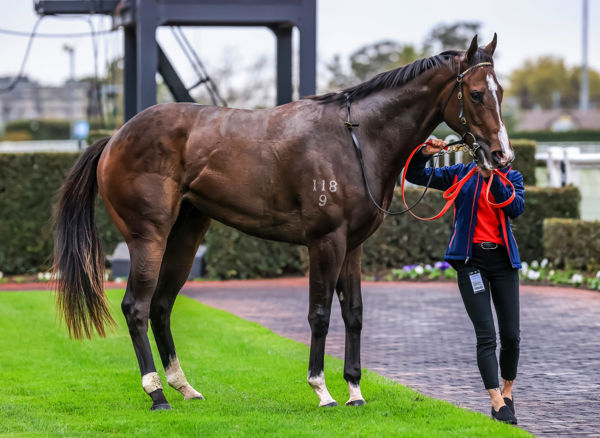 Lincoln Square a strapping son of Rubick (image Grant Courtney)