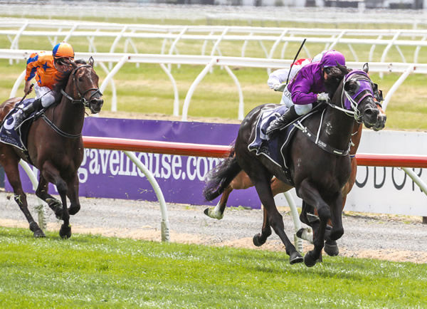 Lincoln’s Kruz hits top gear as he takes out the Listed Donaldson Brown Pegasus Stakes (1000m) at Riccarton Photo: Race Images South