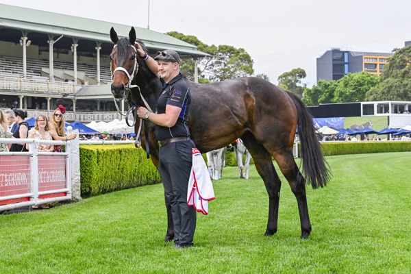 Lindermann is a $4million man! - image Bradley Photos