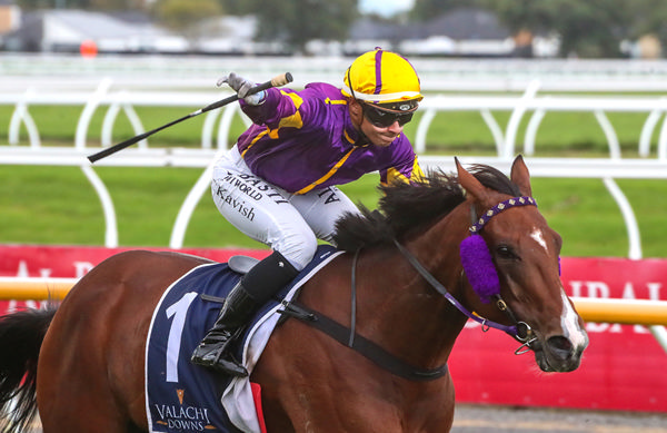 Live Drama and Kavish Chowdhoory land the Gr.3 Valachi Downs South Island Thoroughbred Breeders’ Stakes (1600m) Photo: Race Images CHCH (Ajay Berry)