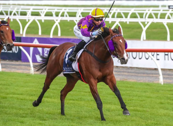G3 winning mare Live Dram ais for sale - image Race images